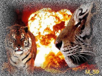 pour charlotte